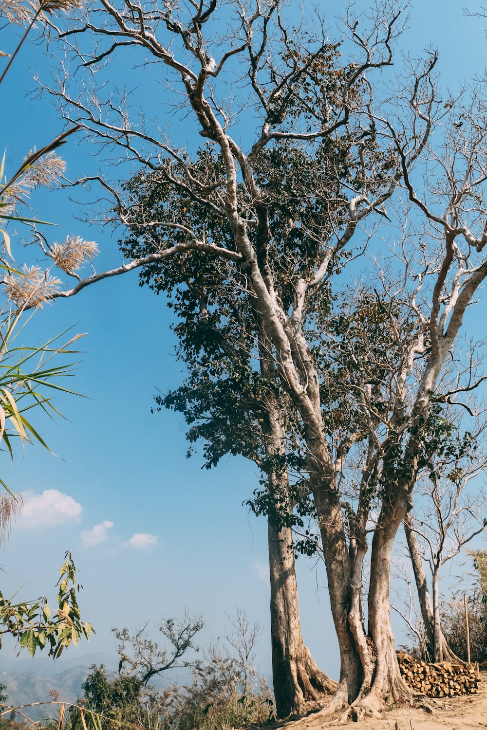 a tree with many branches