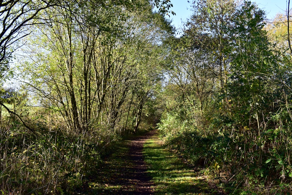 a dirt path through a forest