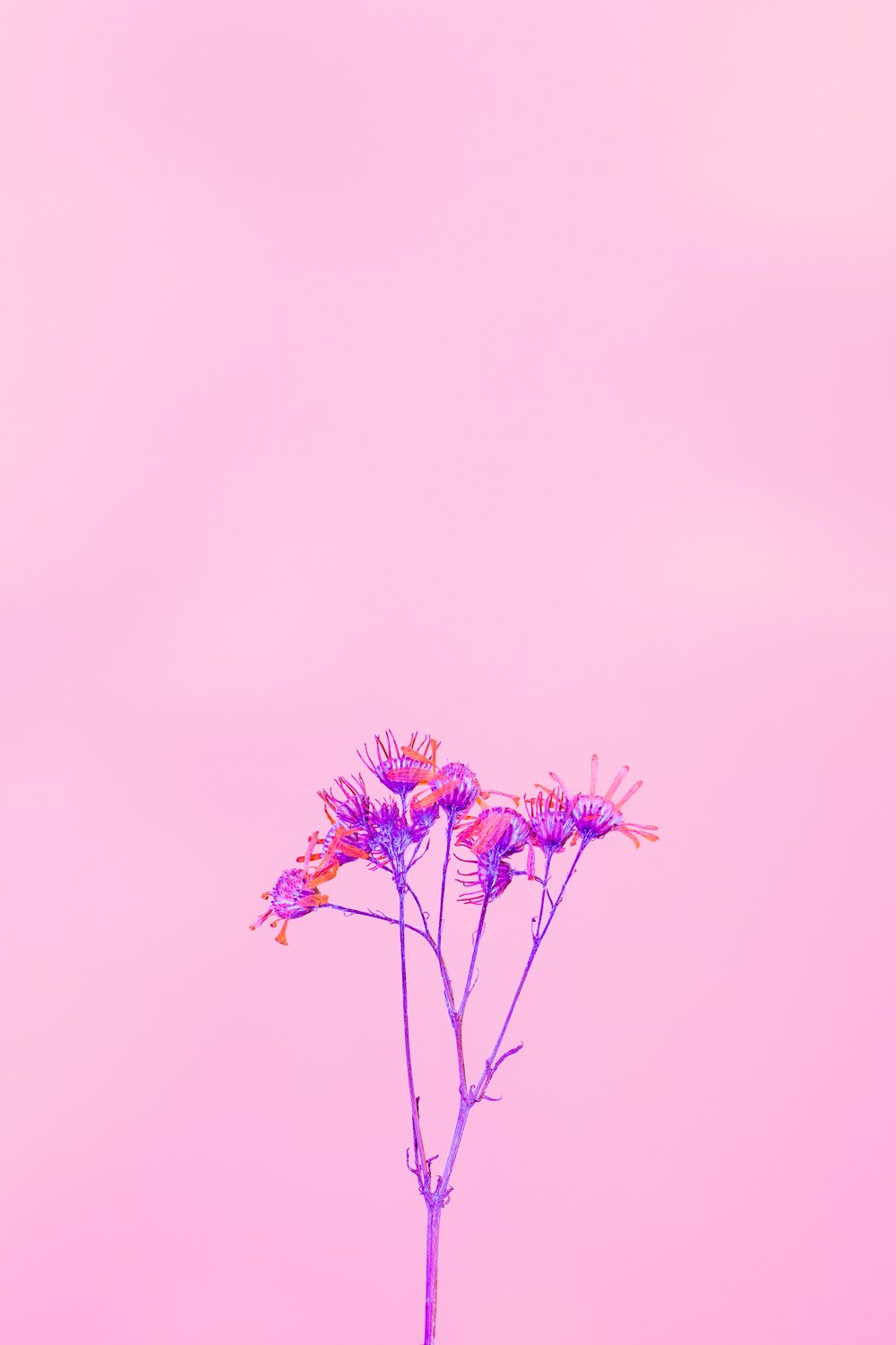 une plante aux fleurs violettes et jaunes