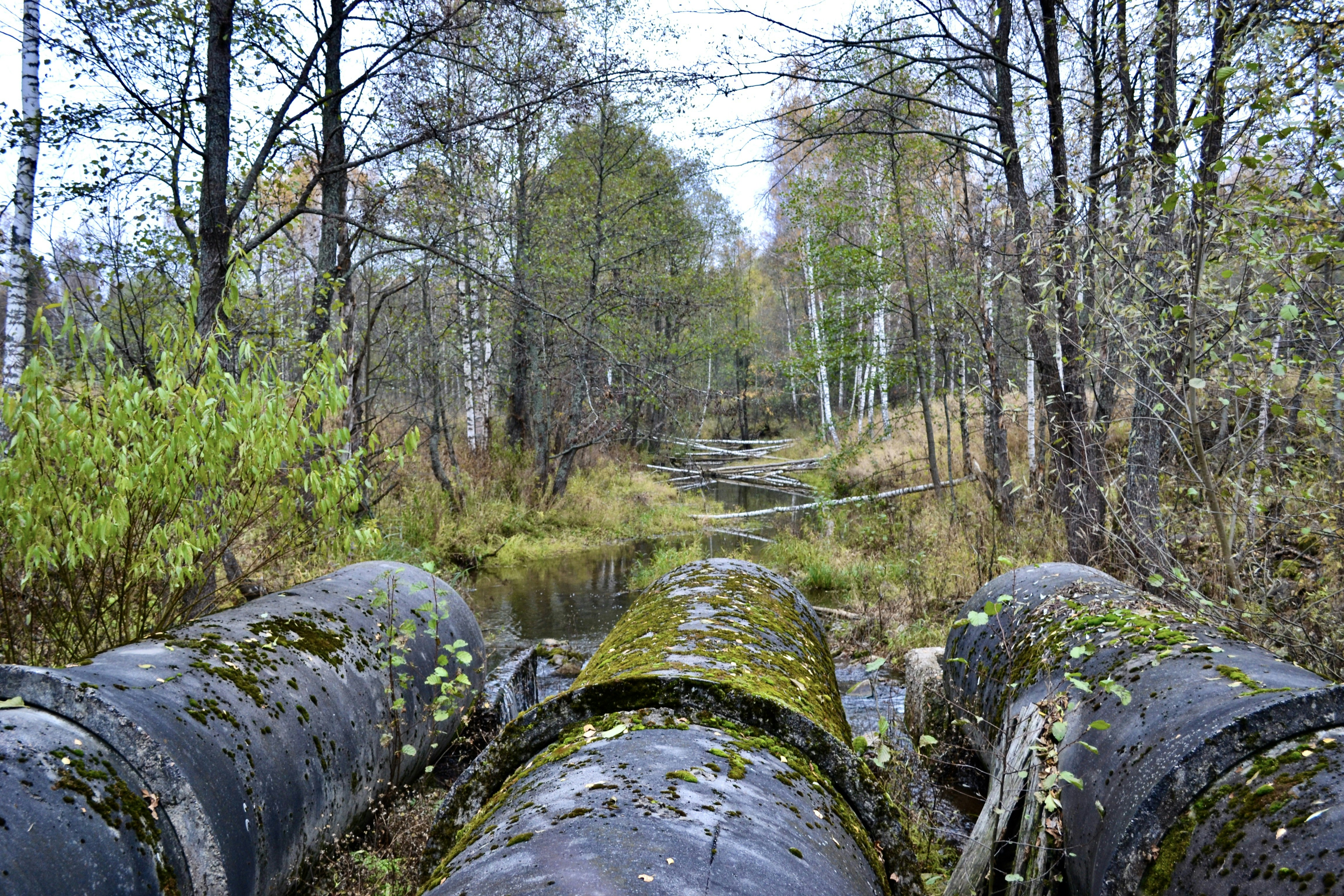 中国、欧州比 割引でガス購入 2029年まで ロシアが認める