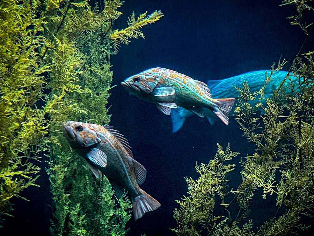 um grupo de peixes nadando na água