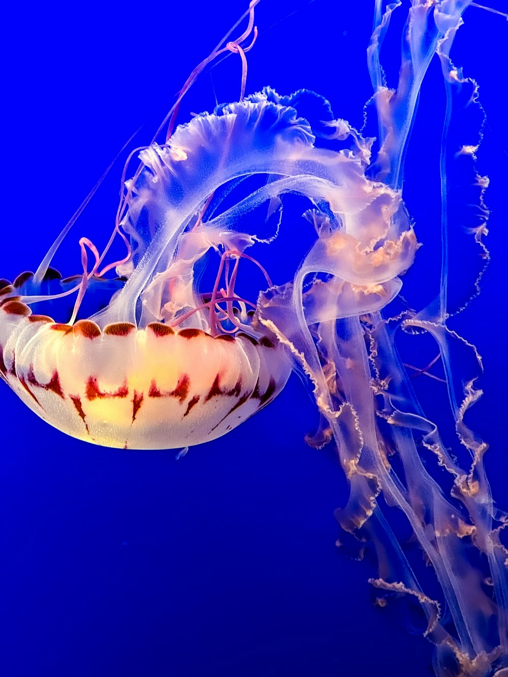Una medusa nell'acqua