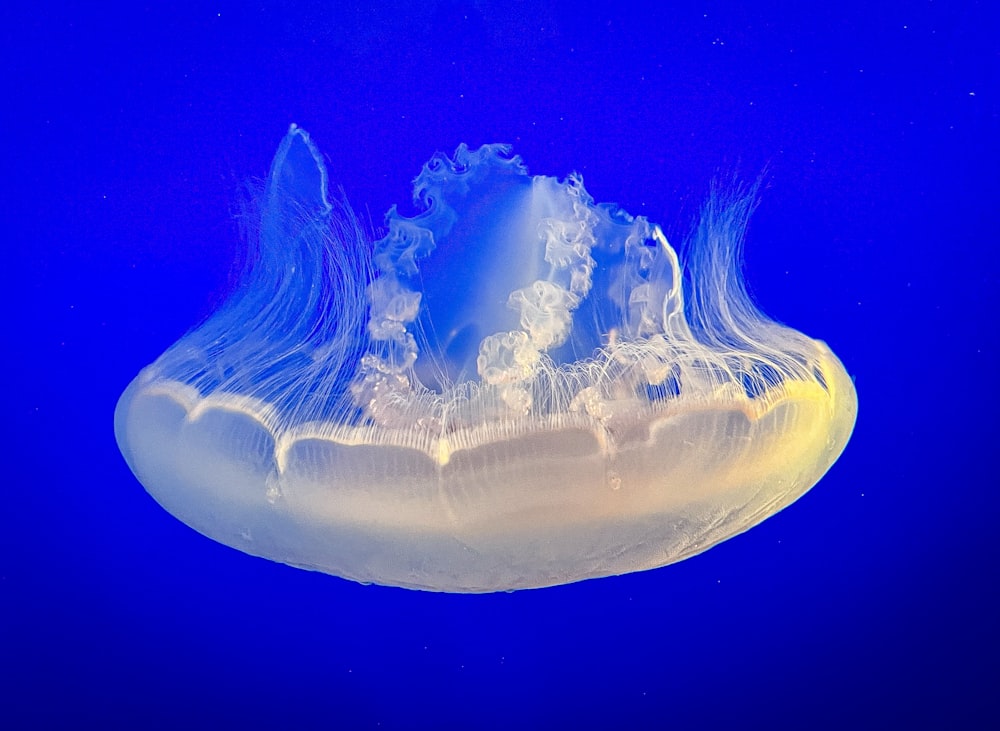 a jellyfish in the water