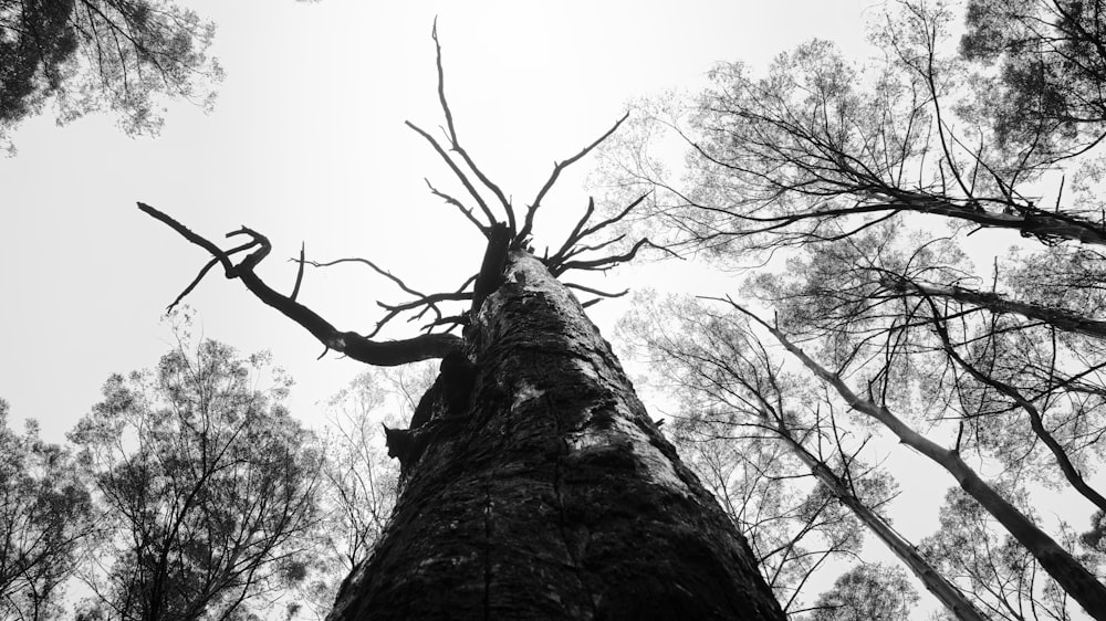 a tree with no leaves