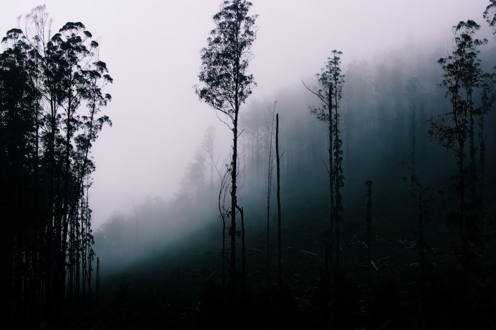 a foggy forest with trees