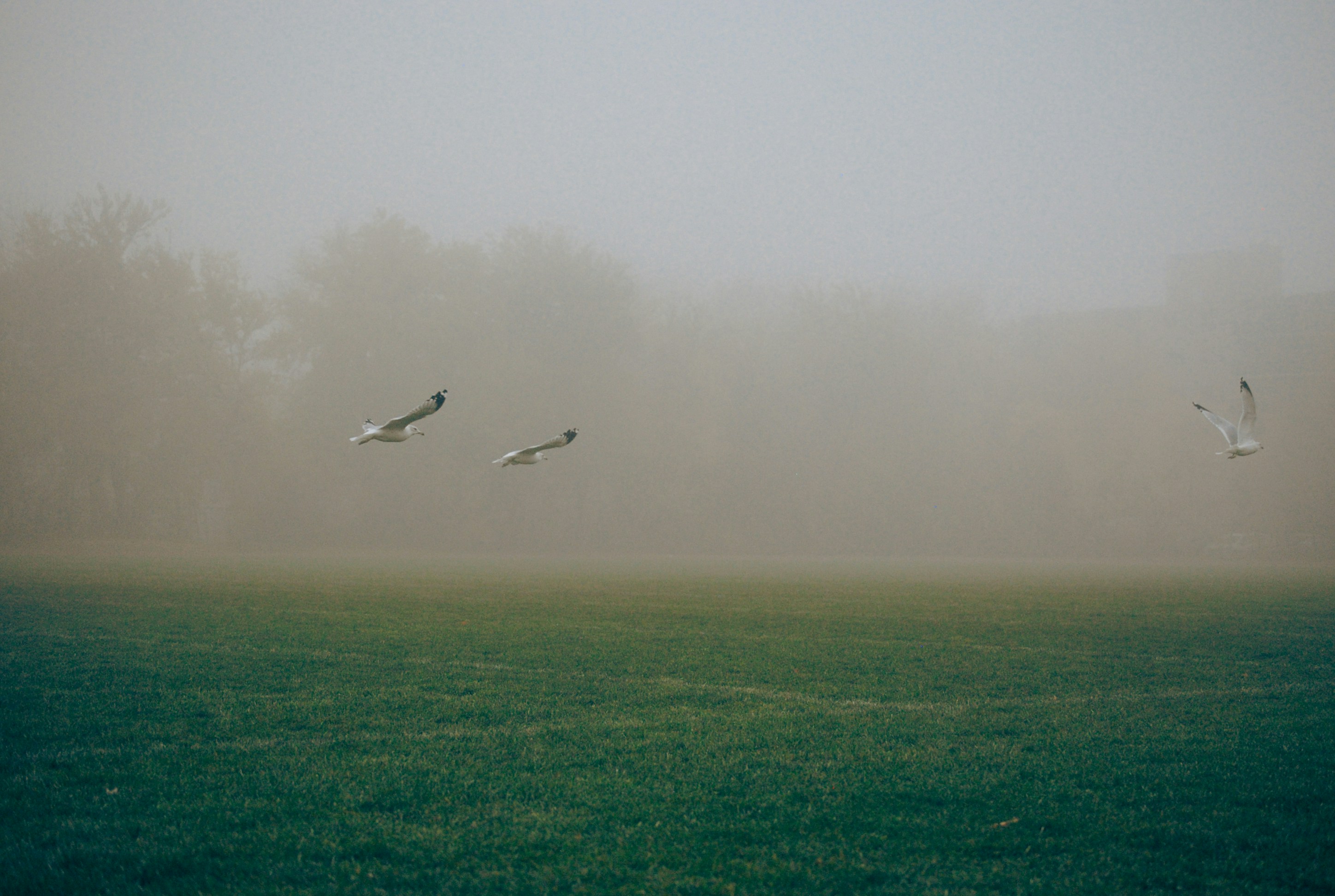 Photo by linusbelanger