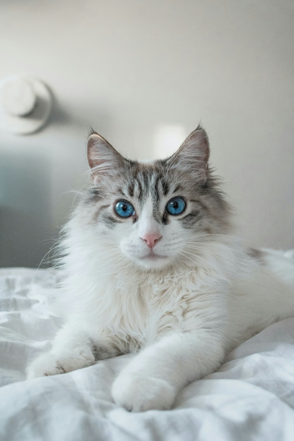 a cat lying on a bed