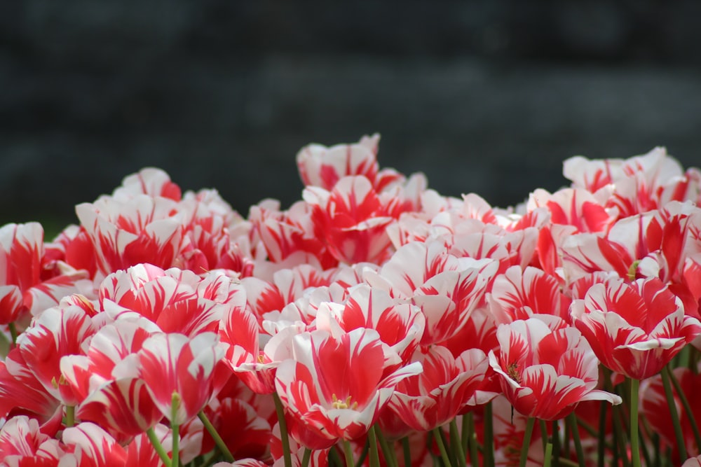 a group of pink flowers