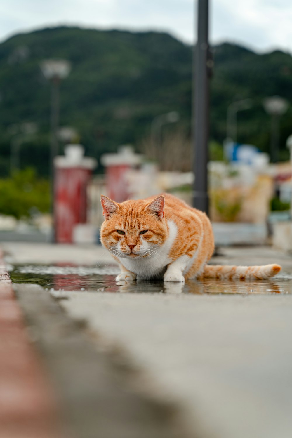 a cat sitting on a ledge