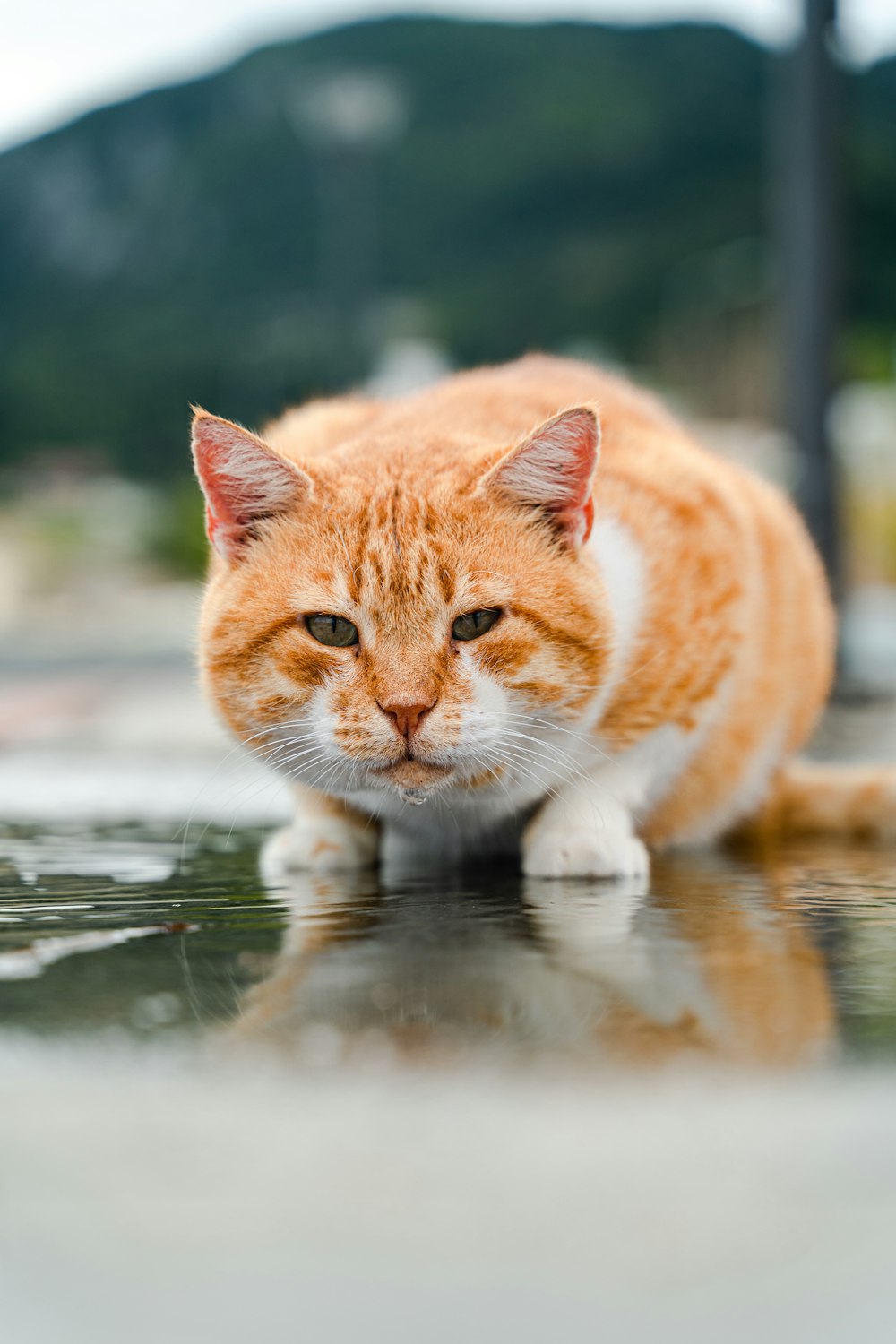 a cat walking on a wet surface