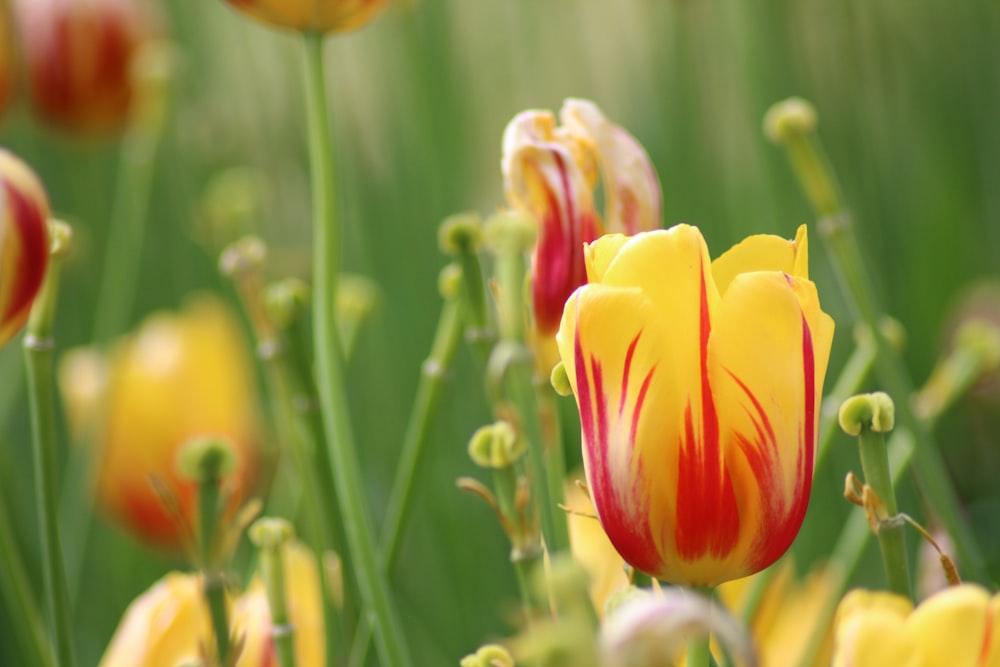 a close up of a flower