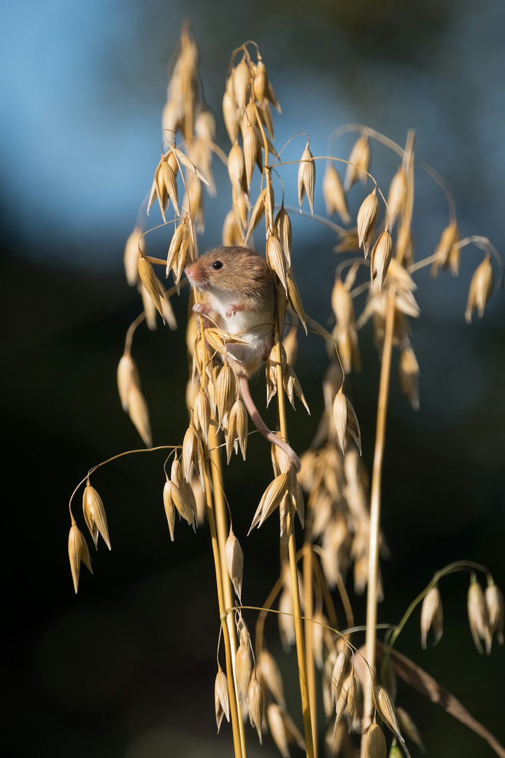 a small animal in a field of wheat