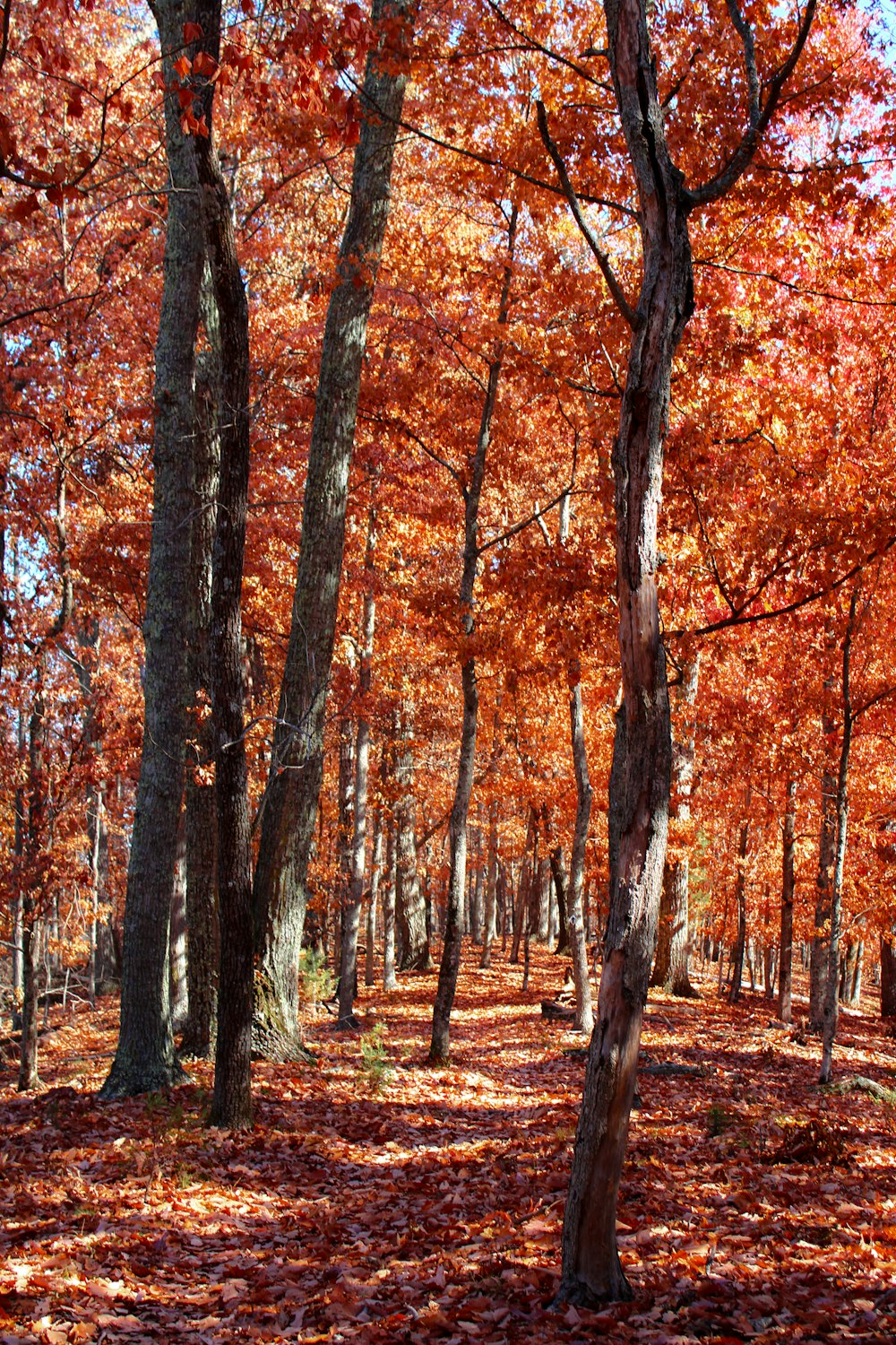 a group of trees with orange leaves