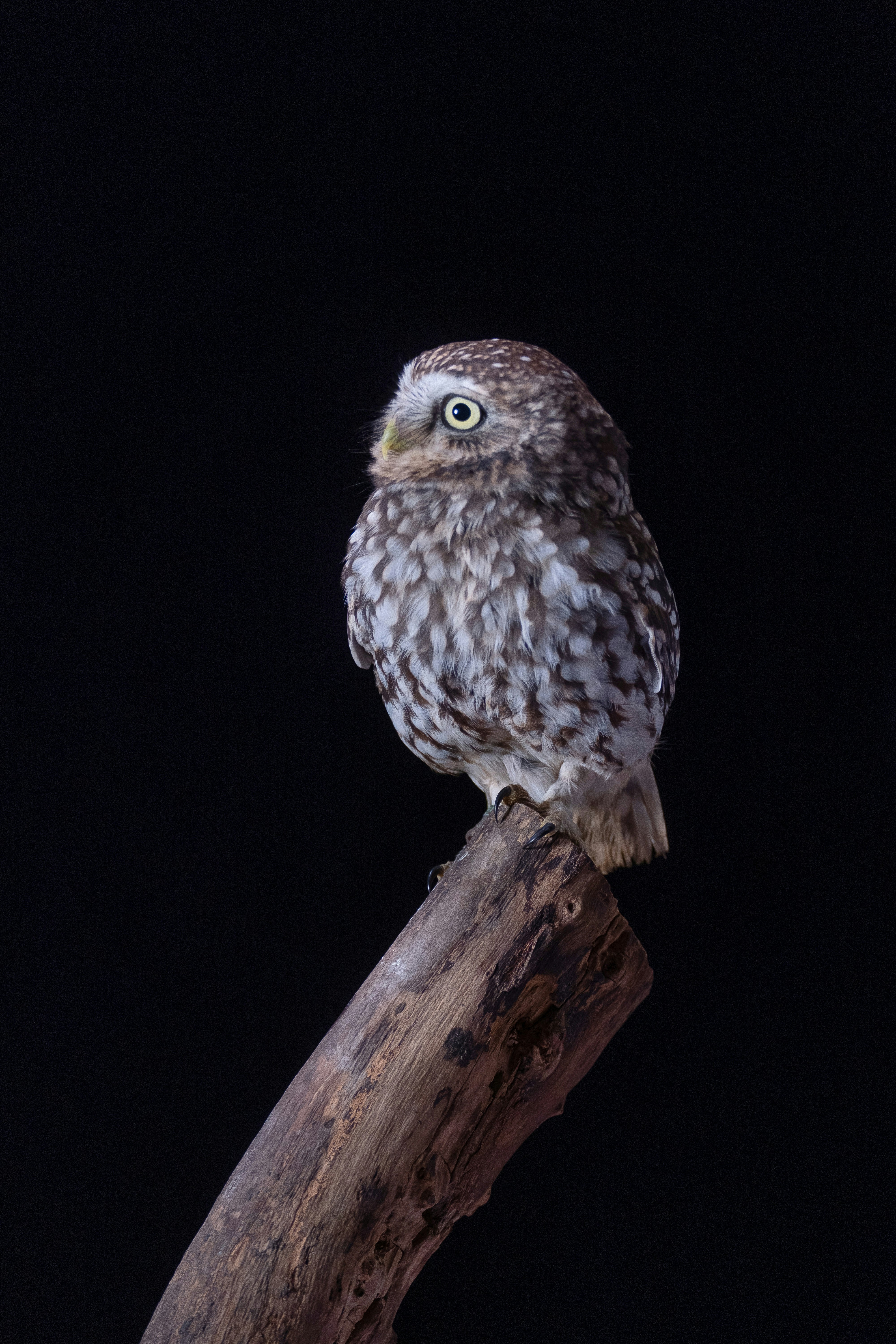 Un búho en una rama foto – Imagen de Vida silvestre gratuita en Unsplash
