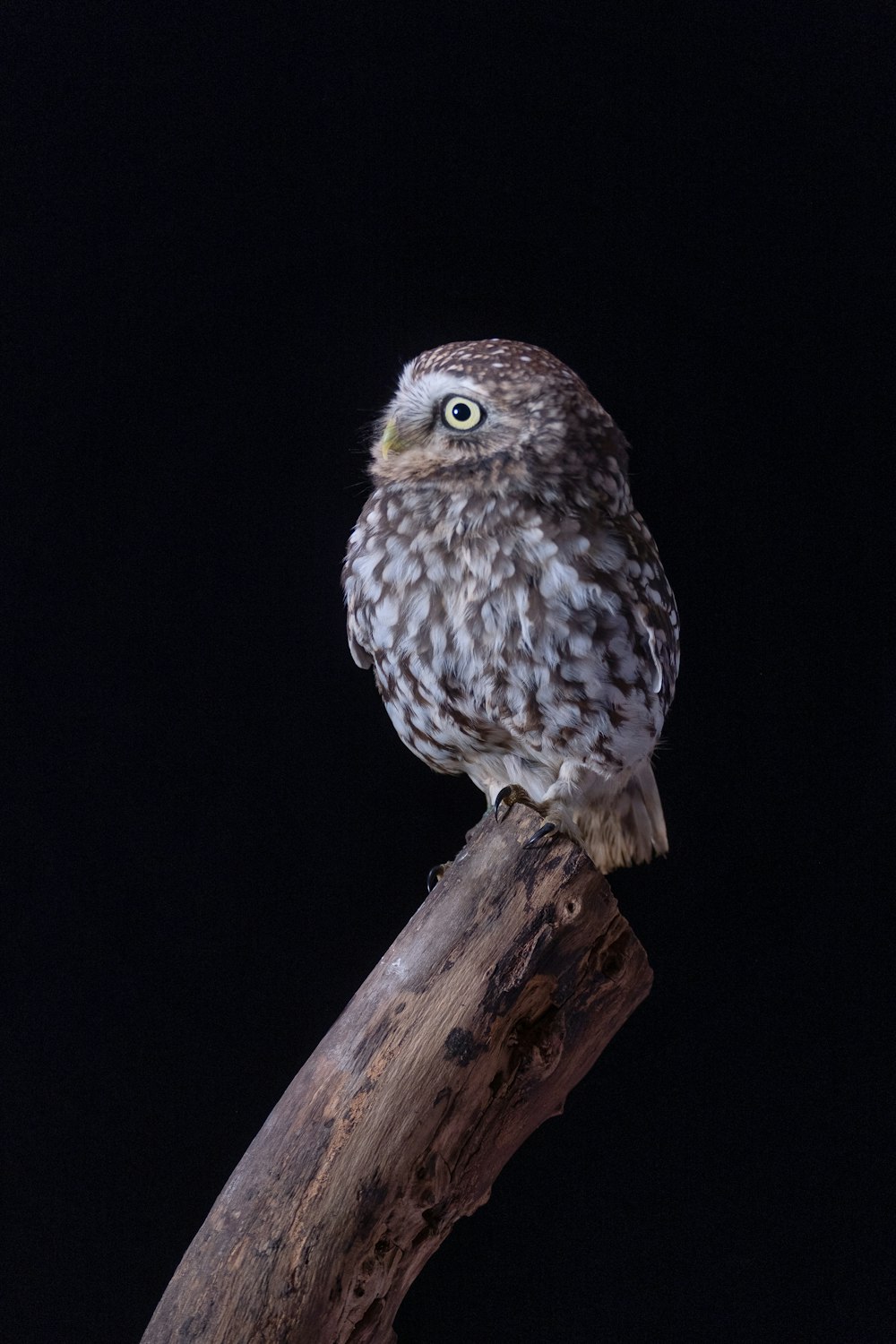 an owl on a branch