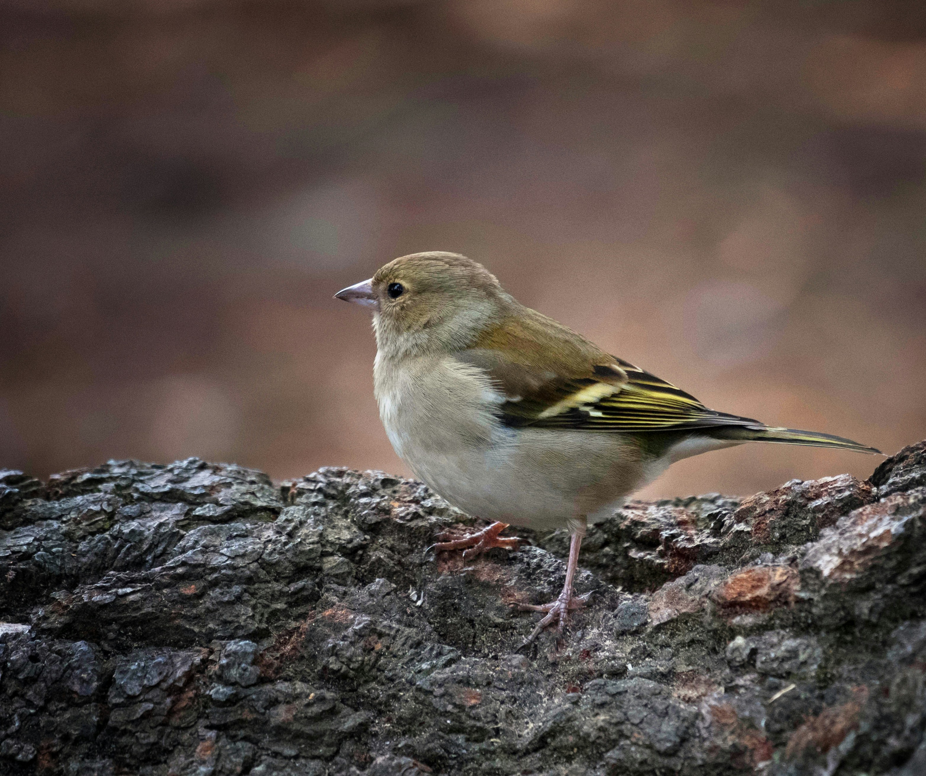 Photo by philrobson100