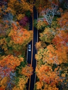 a road with trees on either side