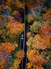 a road with trees on either side