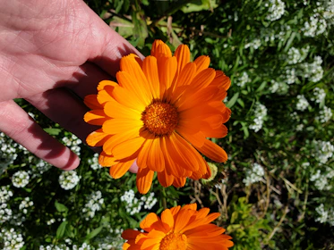 Hands gently holding a blooming marigold flower against a backdrop of sage green fabric.