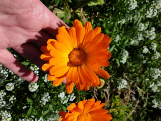 Hands gently holding a blooming marigold flower against a backdrop of sage green fabric.