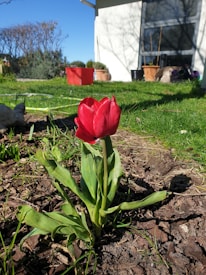 A single red tulip is in bloom, surrounded by green leaves and planted in brown soil. The setting is an outdoor garden with a grassy area leading to a modern house. In the background, there is a mix of potted plants and gardening materials scattered near the wall of the house, which also features large glass windows. Spots of sunlight create contrasting shadows across the scene.