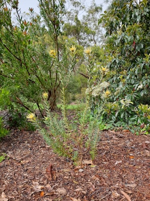 A lush garden scene with a variety of green plants and trees. The foreground features a central shrub with yellow-tipped blooms surrounded by mulch and dry leaves. In the background, larger leafy trees and a blend of shrubs create a dense foliage landscape.