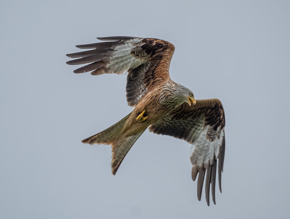 a bird flying in the sky