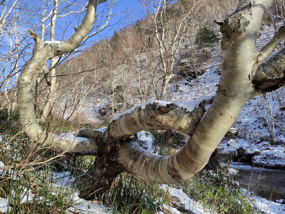 a group of trees with no leaves