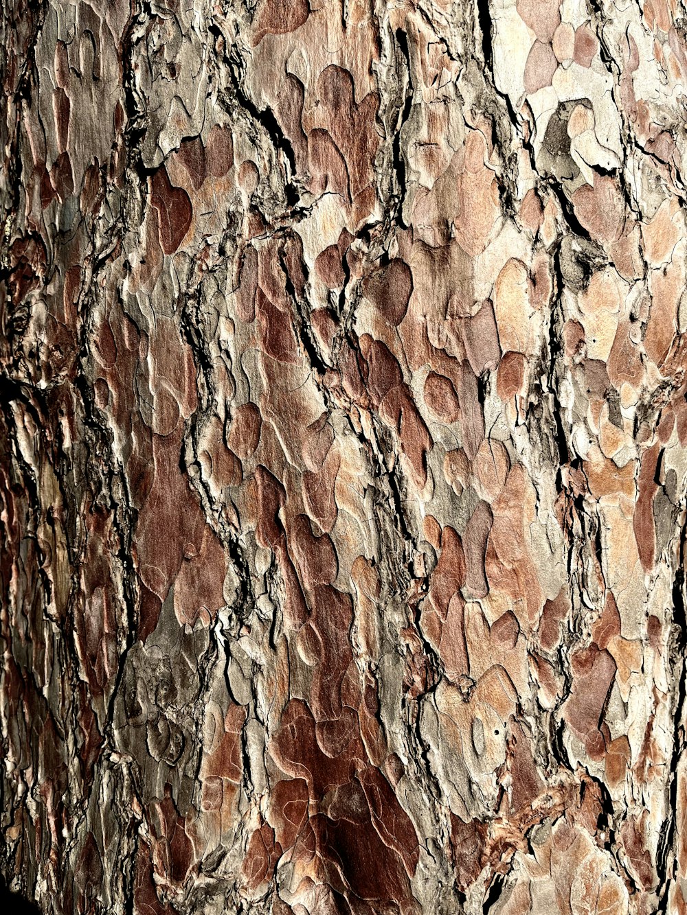 a close up of a tree bark