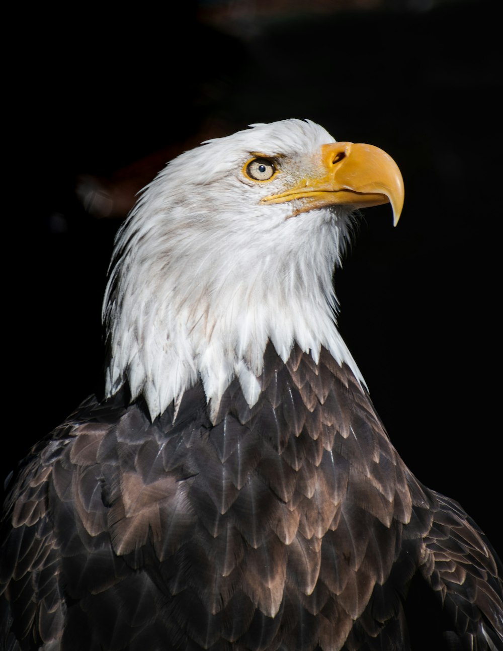 a bald eagle with a yellow beak