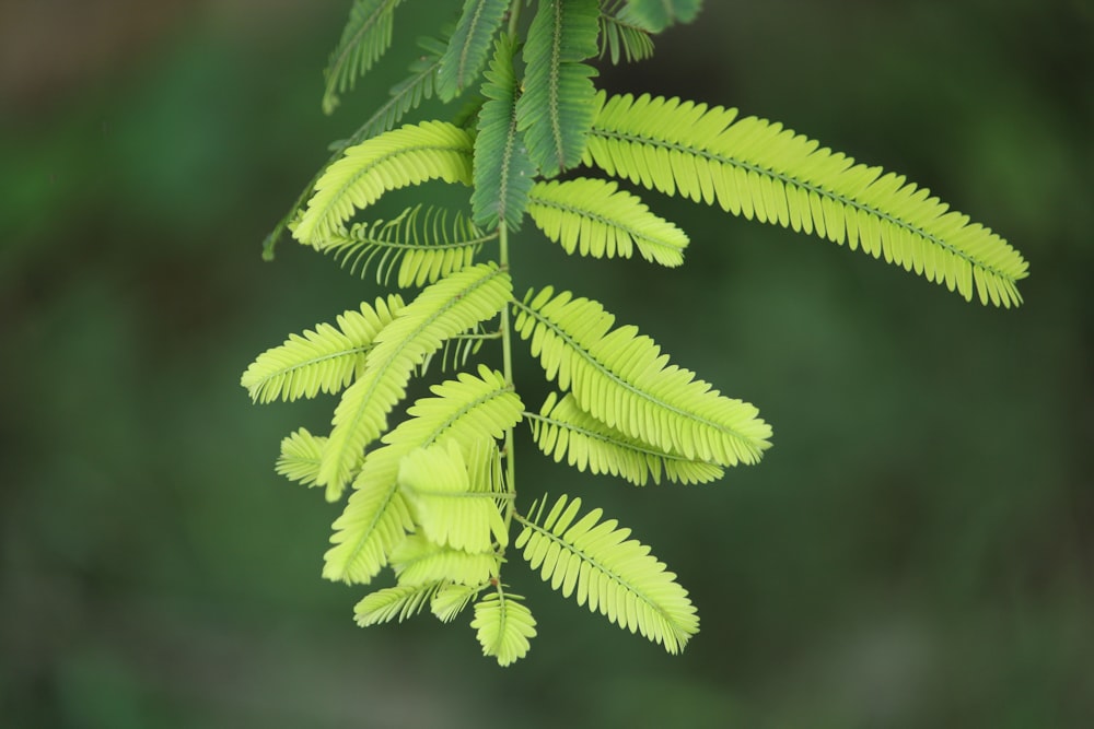 a close-up of a green plant