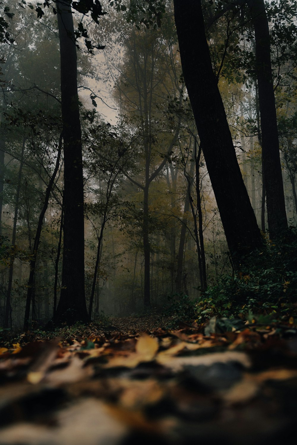 a forest with trees