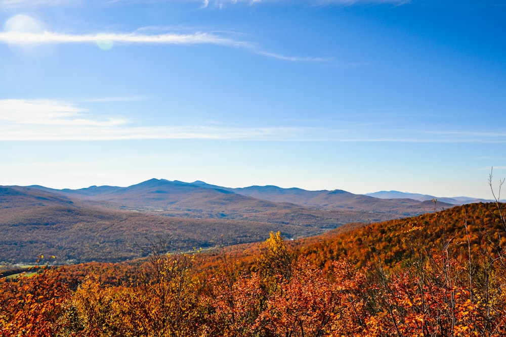 a landscape with trees and hills