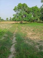 A scenic view of the mango orchard stretching towards the horizon under a clear blue sky.