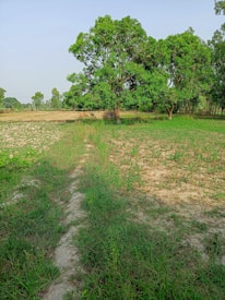 A scenic view of a rural landscape with lush green grass and two large mango trees in the foreground. The trees are surrounded by patches of dry grass and dirt pathways leading through the field. In the background, more greenery and trees are visible under a clear blue sky.