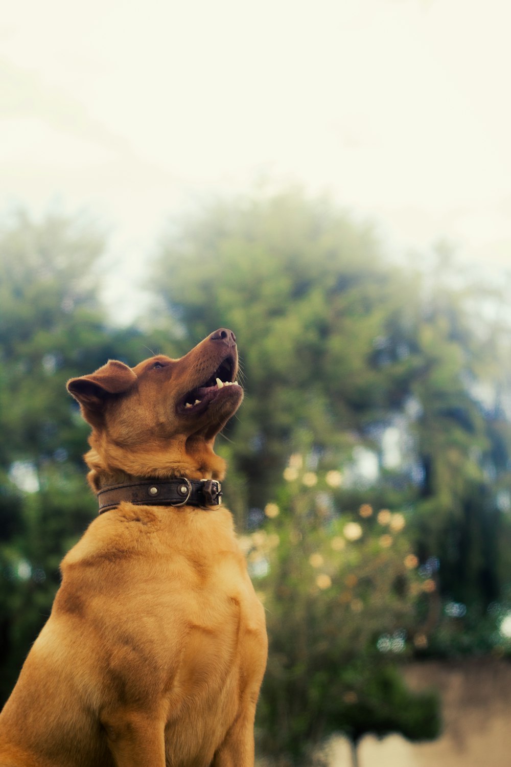 a dog with its mouth open