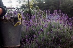 a bee on a flower