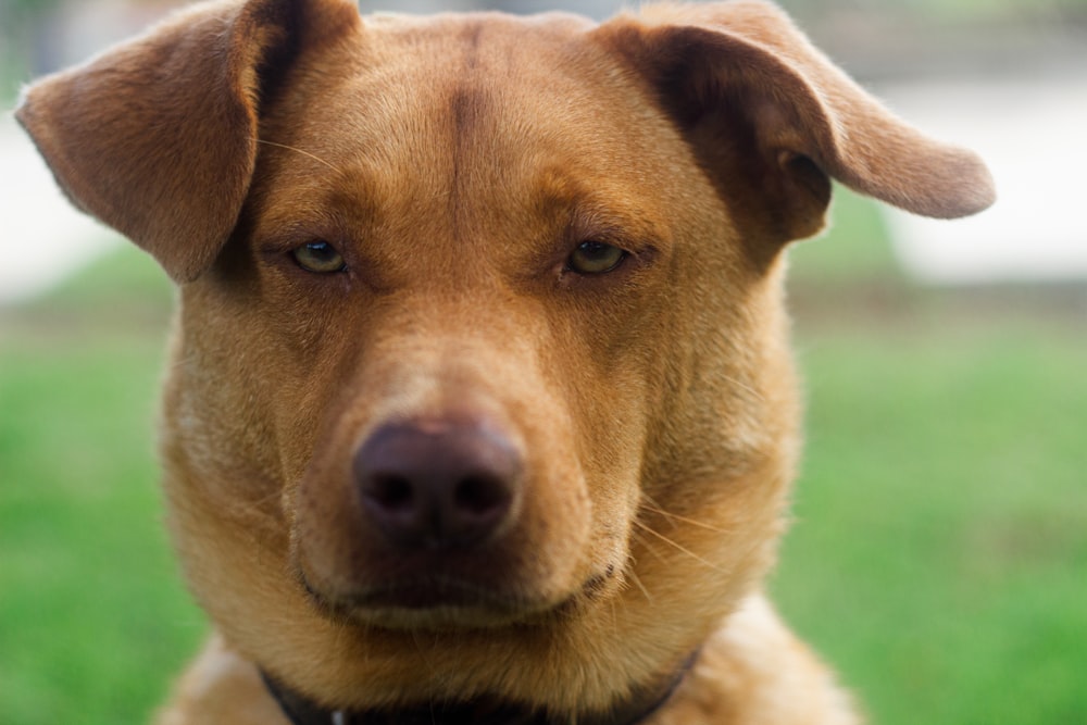 a brown dog with a white nose