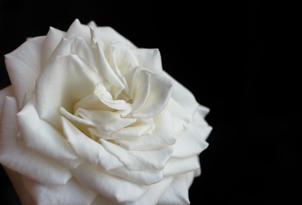 a hand holding a white rose