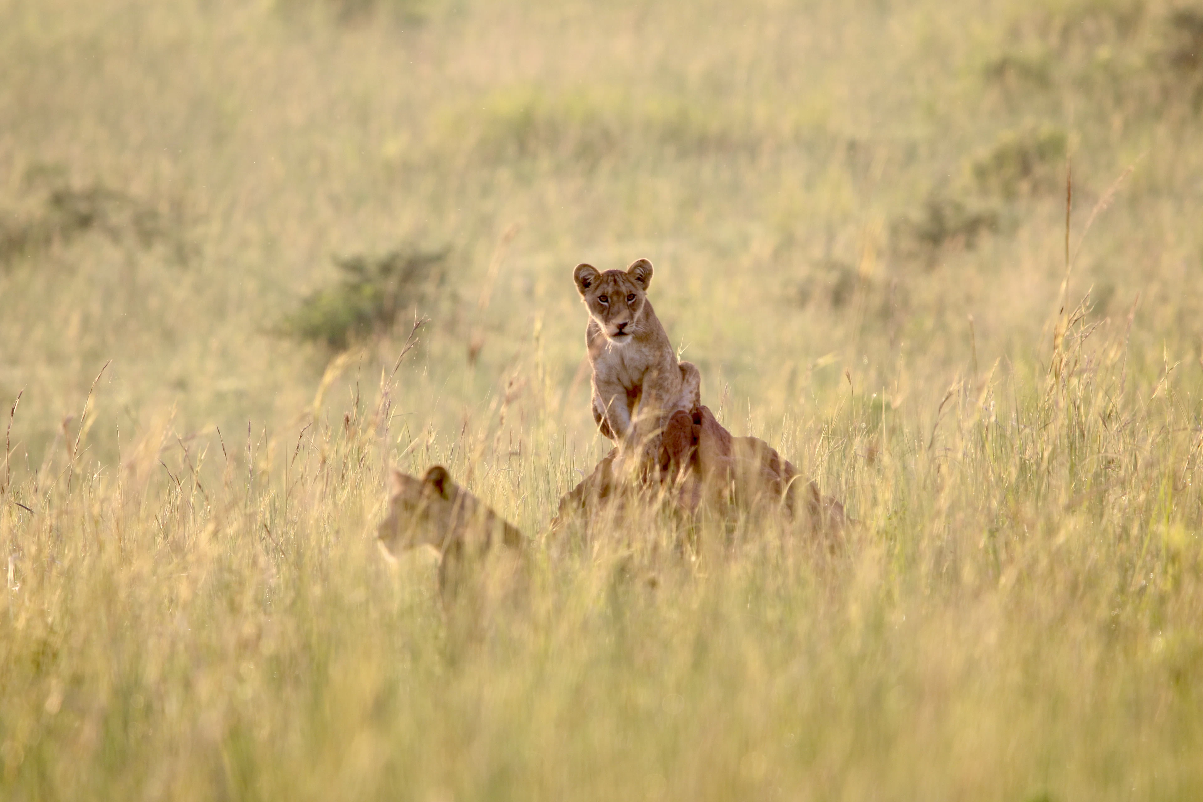A lion cub sitting on a termite mound in tall grass in Murchison Falls National Park
