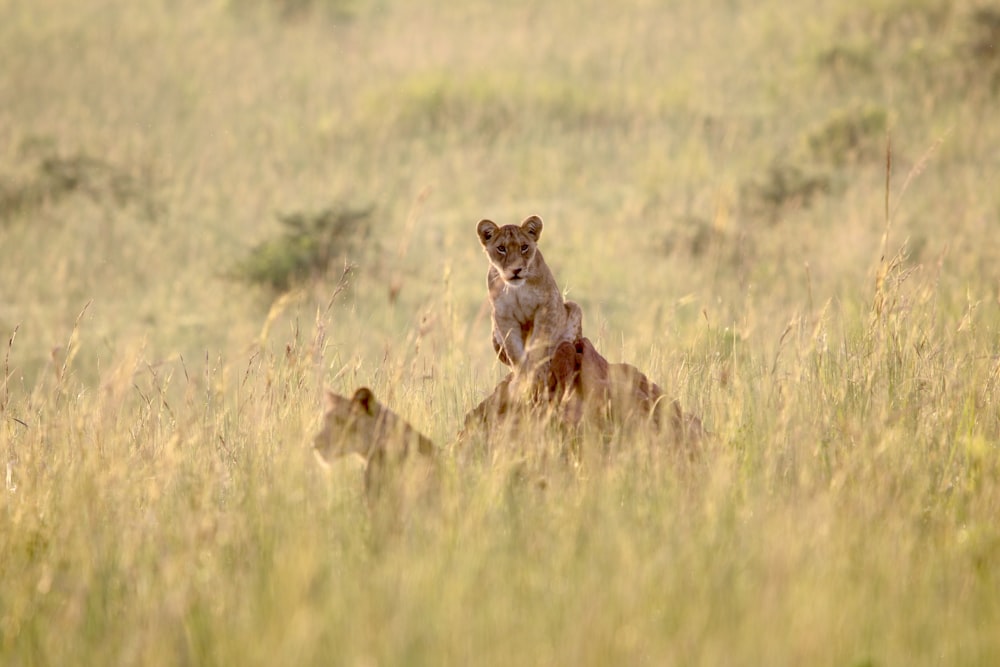 a couple of wild animals in a grassy field