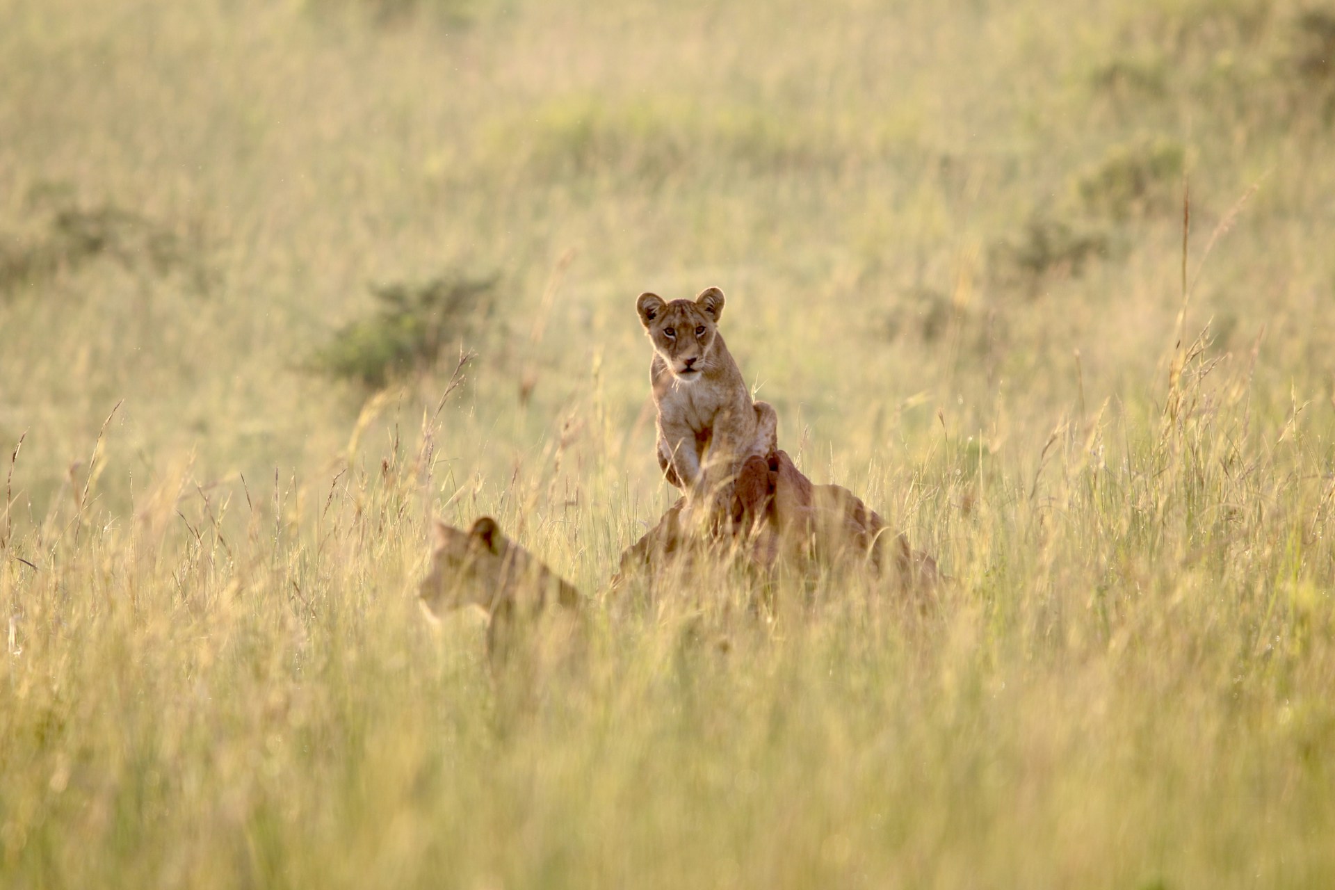 Queen Elizabeth National Park