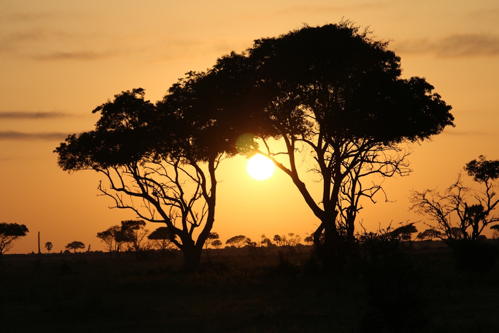 a tree with the sun behind it