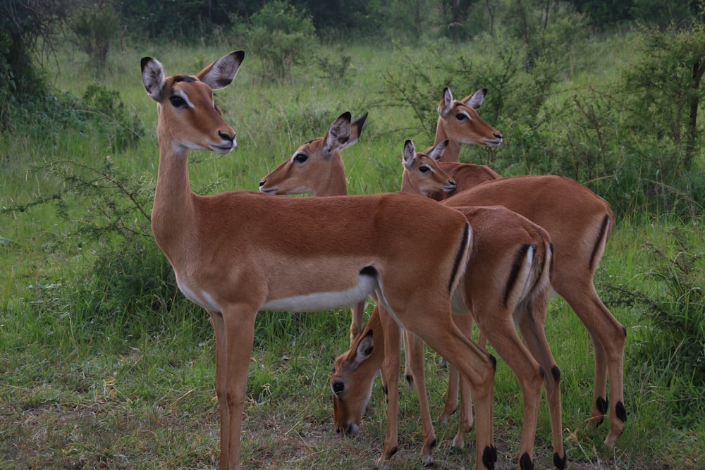 a group of deer in a field