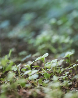 A close-up of vibrant green wheat seedlings sprouting in rich soil under soft sunlight.