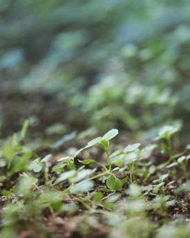 A close-up of vibrant green wheat seedlings sprouting in rich soil under soft sunlight.