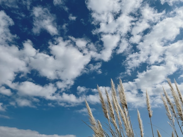 Fluffy white clouds are scattered across a bright blue sky. In the foreground, tall, feathery pampas grass gently sways.