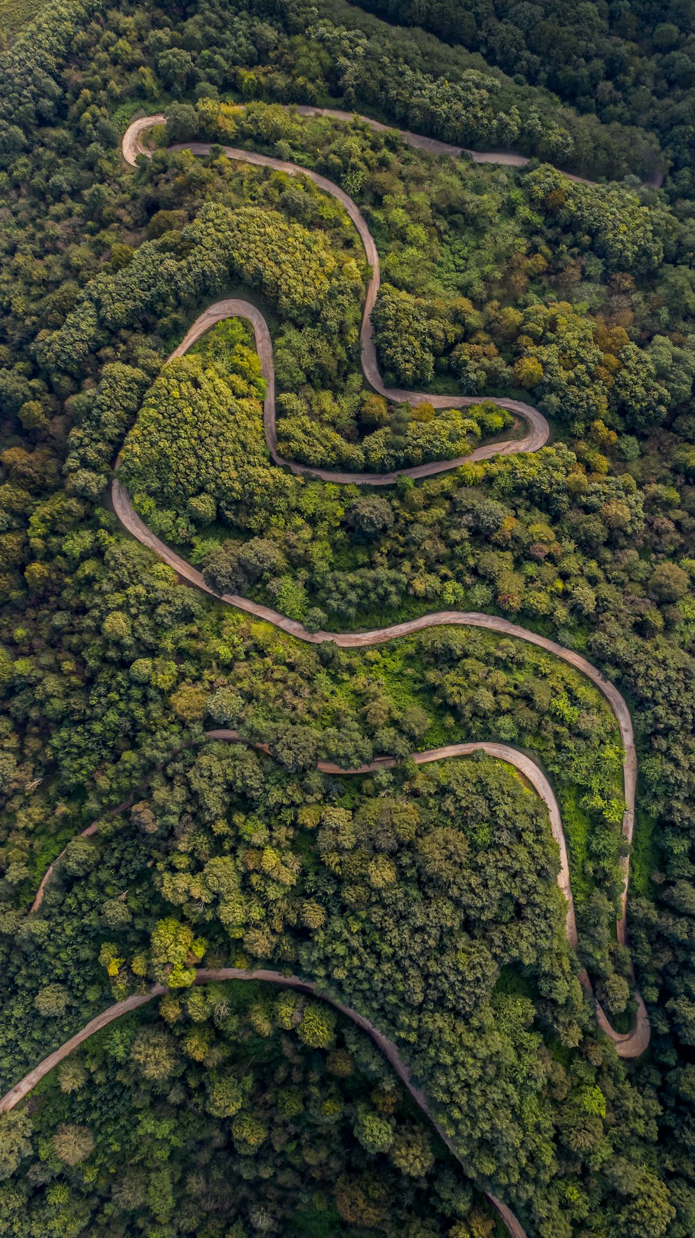 a winding road through a forest