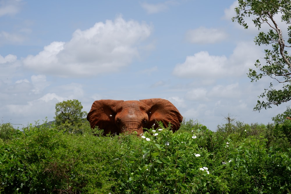 a large brown animal in a field of plants