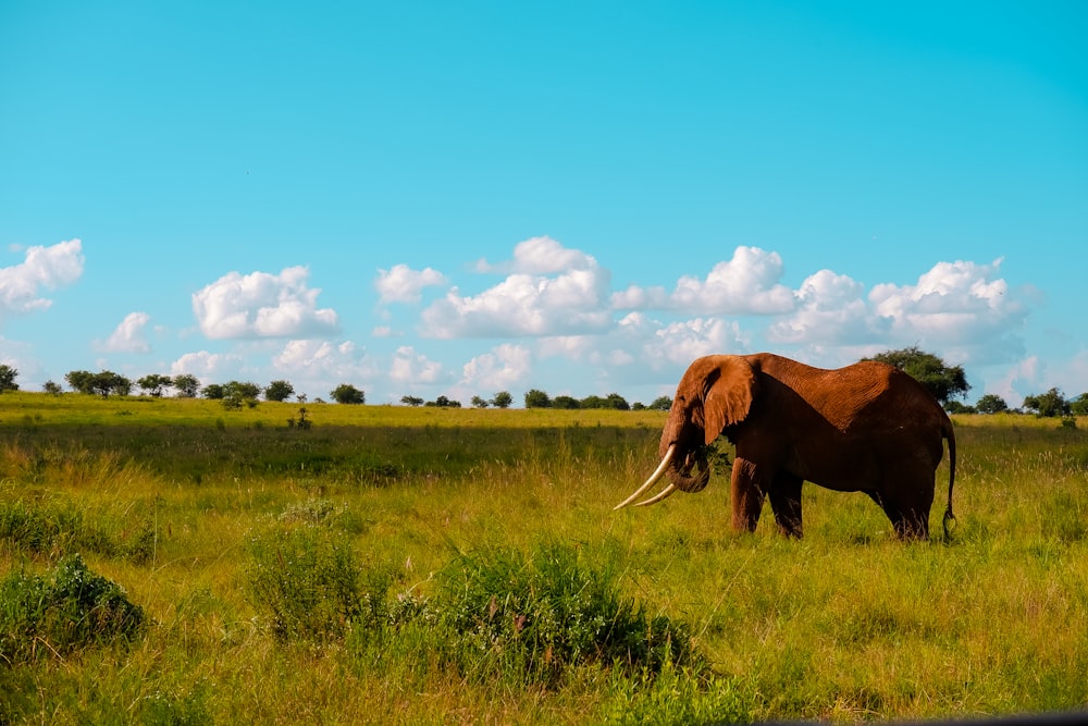 an elephant with tusks in a field